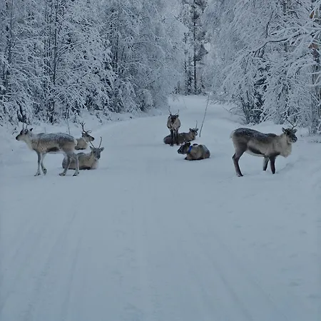 Huoneisto Pekkala